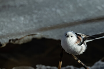 a white long tailed tit in hokkaido in japan © Que sera sera