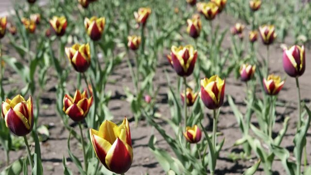 Vibrant maroon tulips with yellow edges grow in a sunny flower bed during the spring season. Concept of floral beauty, botanical growth, seasonal change, and landscape gardening.