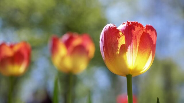 A close-up of a finger gently touching the glowing petals of a red and yellow fringed tulip. Concept of delicate springtime beauty, human connection with nature, and gentle care.