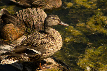 Detailed close up profile portrait of a female mallard duck by the water © Andrey
