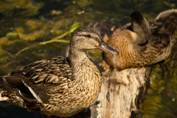 Detailed close up profile portrait of a female mallard duck by the water © Andrey