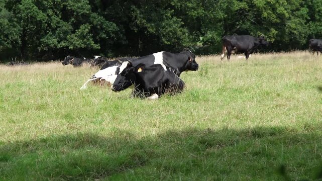 Static 4K shot of two black and white Holstein cows resting tail-to-tail in a grassy pasture, ruminating, with more cattle in the background.
