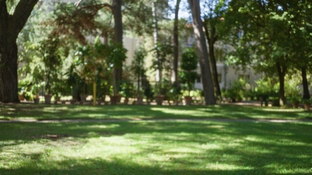 Defocused park scene with soft bokeh trees, sunlit grassy lawn, potted planters and dappled shadows; background copyspace backplate calm.