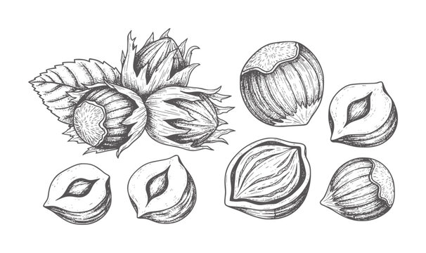 Hand drawn hazelnuts in shells and shelled halves white food ingredient