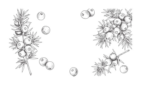 Hand drawn juniper branches with berries botanical plant