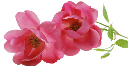 Fototapeta premium Two pink roses with green leaves and stems