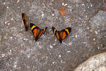 Butterflies on the ground at Lake Cuicocha, outside of Cotacachi, Ecuador © Angela