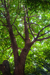Fototapeta premium Looking up at the green tops of tree foliage