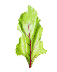 Obraz premium One green beetroot leaf on transparent background