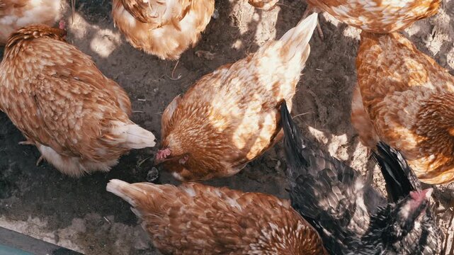 Several free-range brown and black chickens gather and forage together on dry sunlit farm dirt. Concept of sustainable agriculture, organic poultry farming, and authentic rural lifestyle.