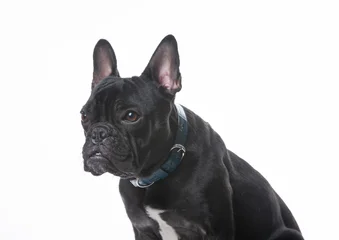 Fototapeten Französische Bulldogge フレンチブル　黒　白バック　首輪　成犬  © 智幸 原