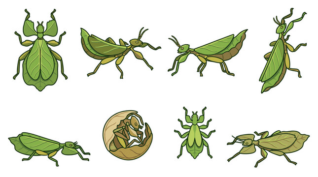 Leaf insects exhibiting remarkable camouflage. Mimicking leaves and twigs for survival against predators. Showcasing incredible biological adaptation. Evolution