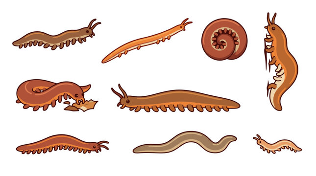 Velvet worms. Millipedes. And slugs illustration set. Featuring various cartoon-style invertebrates with segmented bodies and antennae. Isolated on a white background