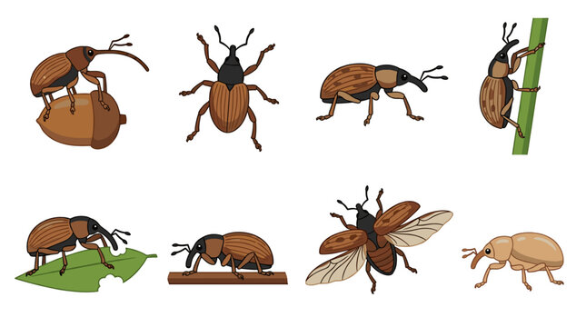 Weevil insects set including brown snout beetles in various poses and actions like flying, crawling, and eating, illustrating common garden pests or agricultural challenges