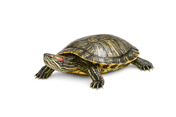 Obraz premium Red Eared Slider Turtle Isolated on Transparent Background