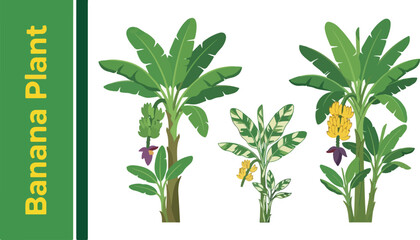 A  Plant  Plantains and  in  Bunch of Big Banana  Yellow  is  Exotic © FRIDA STORE