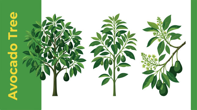 A  Plant Avocado Trees and  Illustration in the Nature and Scenery