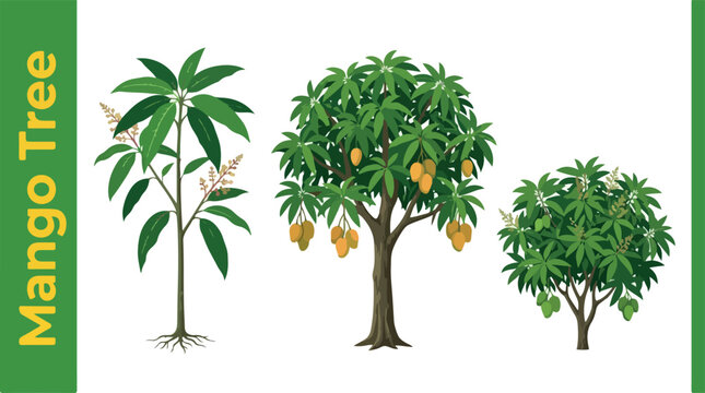 Illustration of plant 47 featuring three mango trees with lush green leaves and ripe fruit in natural outdoor setting