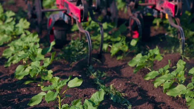 Agricultural Inter-row cultivator performing mechanical cultivation and weed control between rows of young sunflower plants in an agricultural field during the early growing season. slow motion video