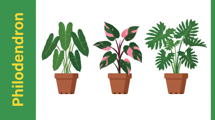 Three potted Philodendron plants with varying leaf types are arranged indoors © FRIDA STORE