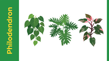 The illustration showcases various Philodendron plants with lush green leaves and vibrant pink stems in a decorative arrangement. © FRIDA STORE