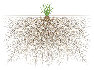 A detailed illustration of a plant's extensive root system spreading underground with green shoots visible above soil level. © Nurul