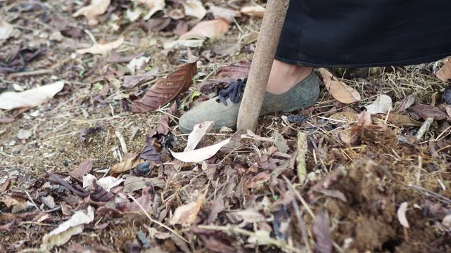 Gardener using garden fork to turn soil covered with dry leaves near tree trunk, close-up shot
