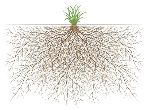 A detailed illustration of a plant's extensive root system spreading underground with green shoots visible above soil level.