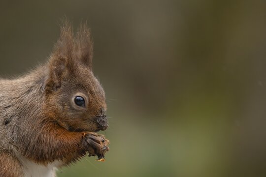 Red squirrel (Sciurus vulgaris) adult animal eating a nut, Yorkshire, England, United Kingdom