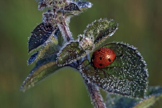 Seven-spot Ladybird or Seven-spotted Ladybug (Coccinella septempunctata), Liesfeld, Kundl, North Tirol, Austria