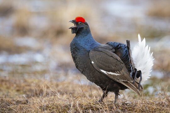Black grouse (Lyrurus tetrix), black grouse courtship in Sweden, F&aring;gelsj&ouml;, G&auml;vleborgs l&auml;n, Sweden