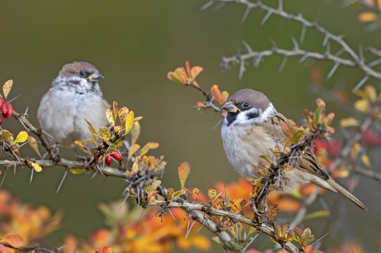 Tree sparrow (Passer montanus) sitting in a barberry bush, Littlewood Ranch, Limbach, Burgenland, Austria
