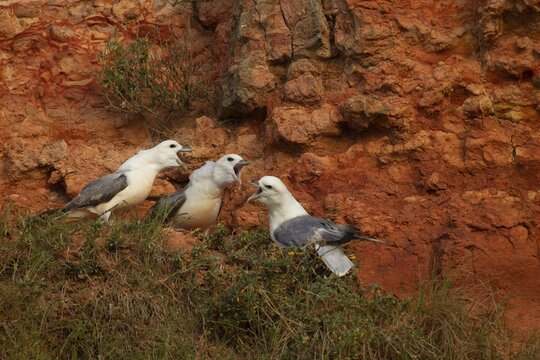 Northern fulmar (Fulmarus glacialis) three adult birds on a cliff, England, United Kingdom