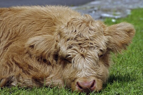 A fluffy brown Highland calf lies relaxed on green grass, relaxation, Ullapool, Highlands, Scotland, Great Britain
