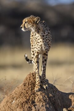 Cheetah (Acinonyx jubatus) on a termite mound, male, Okonjima Nature Reserve, near Otjiwarongo, Otjozondjupa Region, Namibia