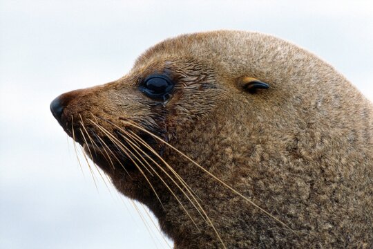 Southern - or New Zealand Fur Seal (Arctocephalus forsteri), South Island, New Zealand