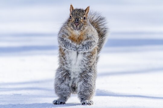 Eastern gray squirrel (sciurus carolinensis) standing in snow and watching, Montreal botanical garden, province of Quebec, Canada