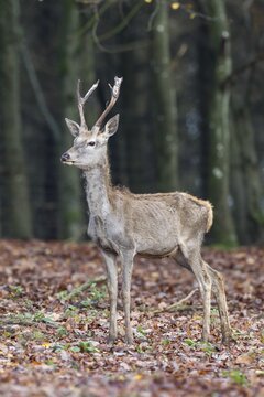 Red Deer (Cervus elaphus), pricket, Rhineland-Palatinate, Germany