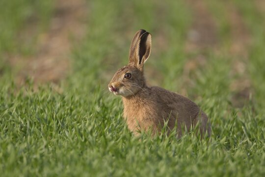 European brown hare (Lepus europaeus) juvenile baby leveret comically amusing sticking its tongue out in grassland in summer, England, United Kingdom