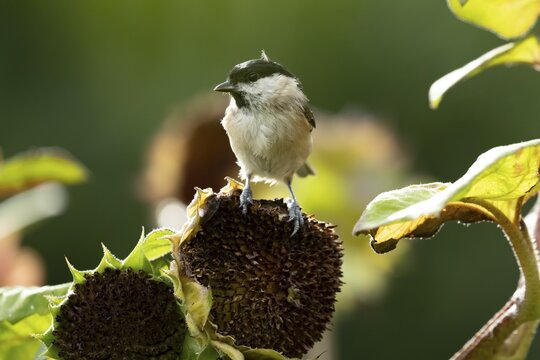 Marsh tit (Poecile palustris) adult garden bird on a sunflower plant seedhead in summer, England, United Kingdom