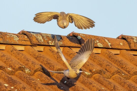 Two pigeons actively flying over an orange-coloured tiled roof under the sky, Eurasian collared dove (Streptopelia decaocto), wildlife, Germany
