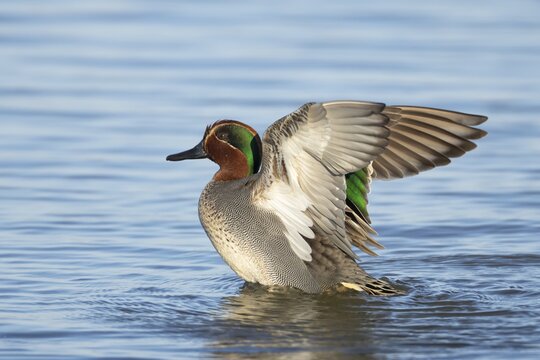 Common teal duck (Anas crecca) adult male bird flapping its wings on a lake, England, United Kingdom