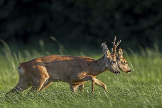 A roebuck (Capreolus capreolus) pursues a doe ready to mate, the drive is of elementary importance for a successful mating, leaf time, mating season, August, Germany