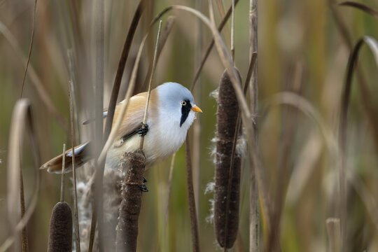A male bearded tit (Panurus biarmicus) sits on a cattail and eats its seeds, reed dweller, Denmark