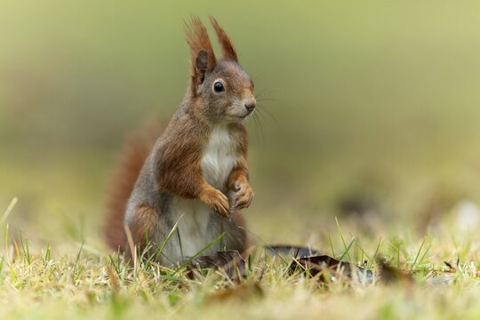 Eurasian red squirrel (Sciurus vulgaris) in a meadow, wildlife, Germany