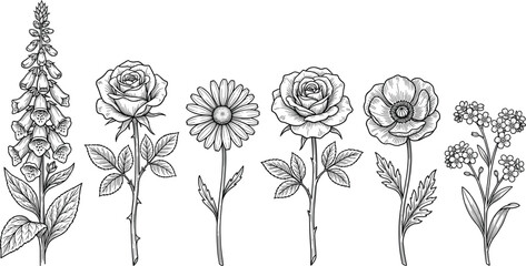 Hand drawn botanical illustration collection featuring vintage sketch flowers including roses daisy poppy and foxglove © Asib