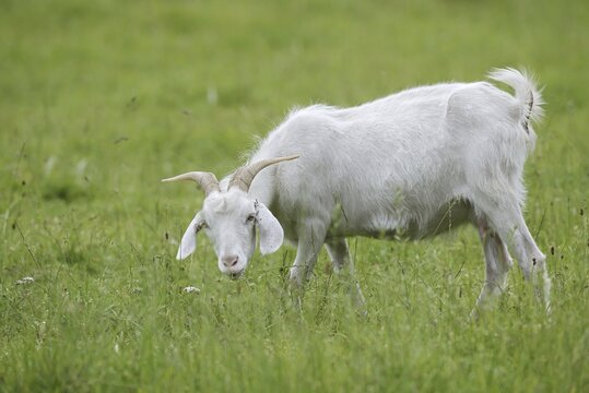 Cashmere goat (Capra aegagrus f. hircus), female stands feeding in a meadow, North Rhine-Westphalia, Germany