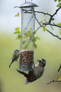 Great spotted woodpecker (Dendrocopos major) and Blue tit (Cyanistes caeruleus) adult birds on a garden peanut bird feeder, England, United Kingdom