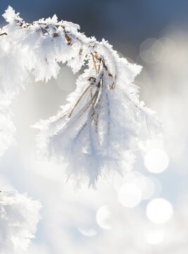 Close-up of ice crystals on a stalk, grass covered in hoarfrost, grasses, stalks, plants, wintery, close-up, close-up, macro, macro shot, frosty, sunny, frost, icy, close-up, wintery, structure, structures, detailed view, backlight, deserted, close-up, winter day, frost, cold, nature, white, ice structure, structures, winter, shimmering bokeh, light spots, light reflections, blurred background, Ilmenau FFH area, L&uuml;neburg district, Lower Saxony, Germany