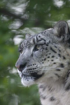 Snow leopard (Panthera uncia) adult animal head portrait, England, United Kingdom, Captive